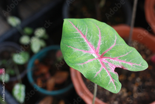 Caladiums ( Keladi ), with its perfect heart-shaped leaves in red and green, is named the Heart of Jesus and Angel Wing plants. photo