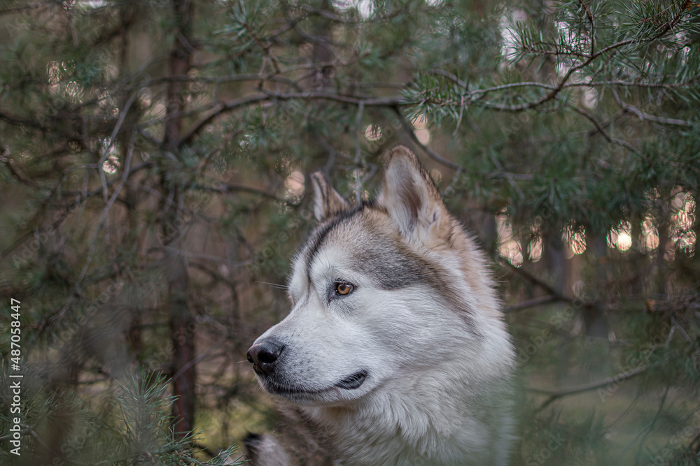 Lovely Malamute girl in a pine grove. Northern breed dog portrait in Kampinos National Park, Warsaw, Poland. Selective focus on the details, blurred background.