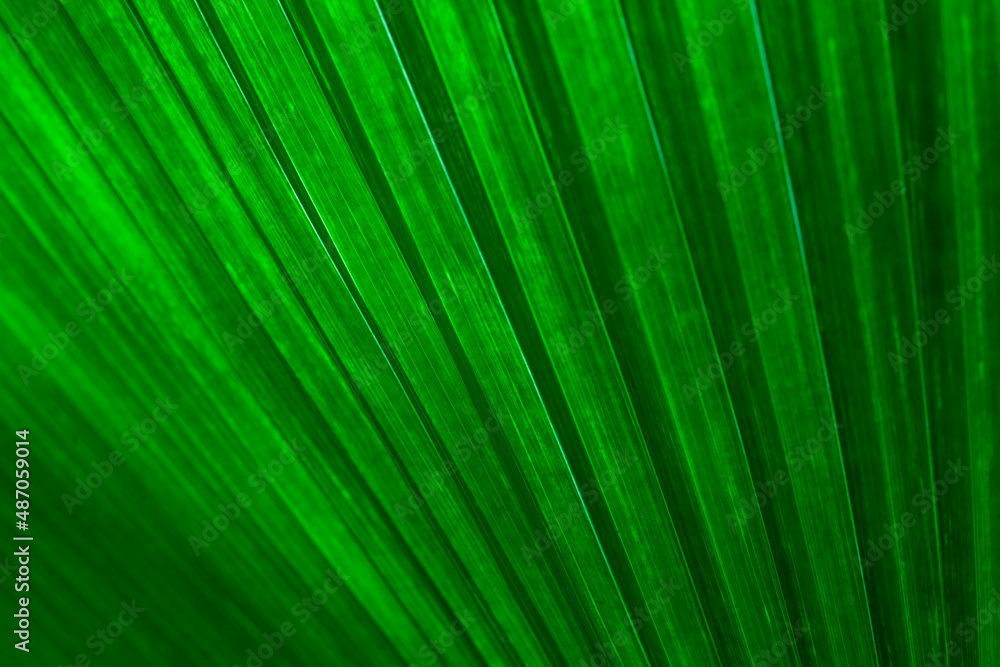 closeup nature view of palm leaves background, dark nature concept closeup nature view of palm leaves background, dark nature concept