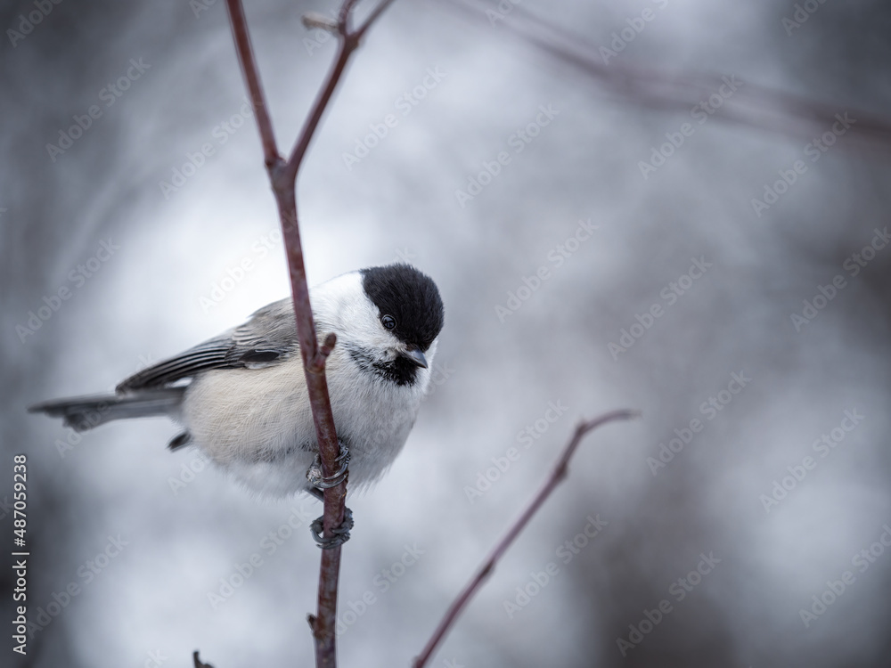 Cute bird the willow tit, song bird sitting on a branch without leaves in the winter. Cute bird the willow tit, song bird sitting on a branch without leaves in the winter.