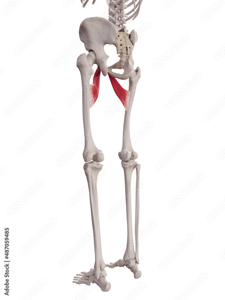 3d rendered medically accurate muscle illustration of the adductor brevis 3d rendered medically accurate muscle illustration of the adductor brevis