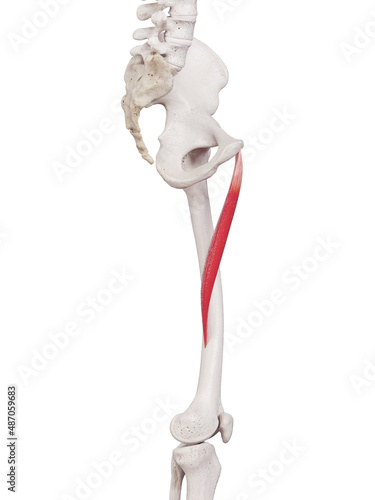 3d rendered medically accurate muscle illustration of the adductor longus