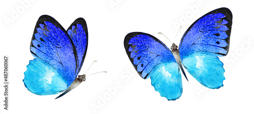 Color watercolor butterfly   isolated on the white background. Set