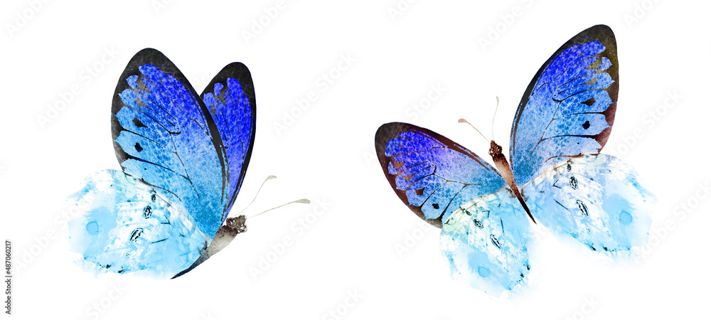 Color watercolor butterfly , isolated on the white background. Set