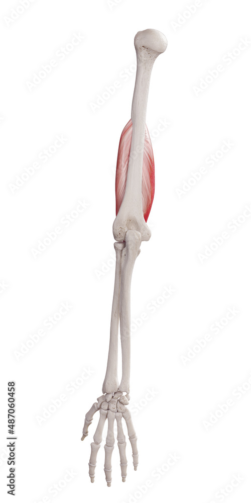 3d rendered medically accurate muscle illustration of the brachialis 3d rendered medically accurate muscle illustration of the brachialis
