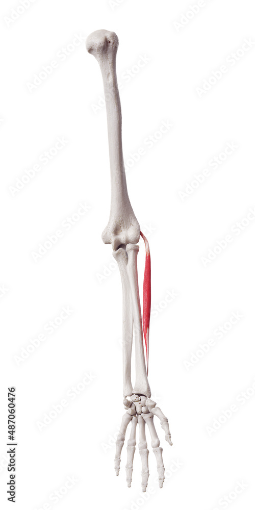 3d rendered medically accurate muscle illustration of the extensor carpi radialis brevis 3d rendered medically accurate muscle illustration of the extensor carpi radialis brevis