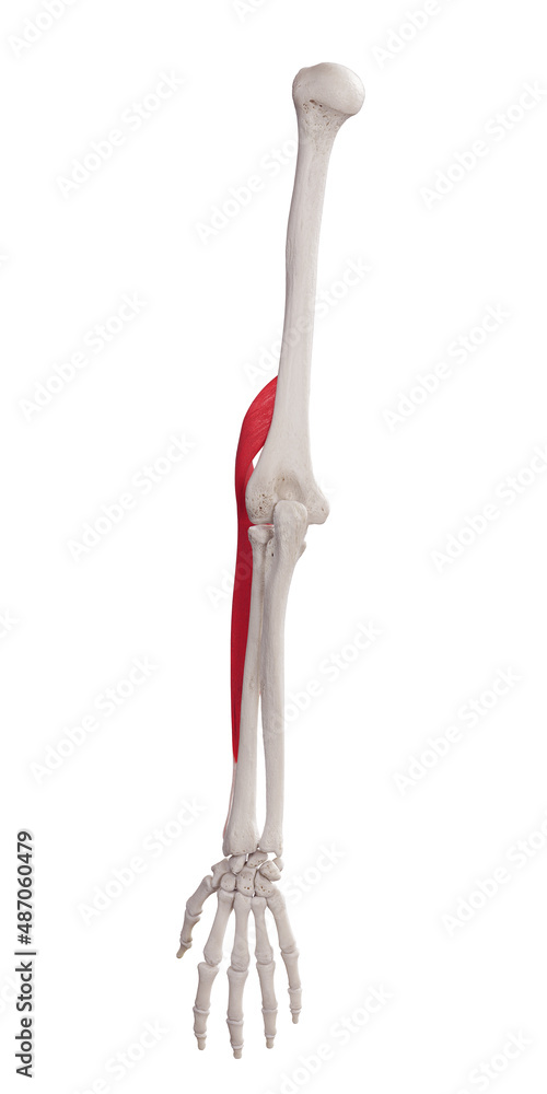 3d rendered medically accurate muscle illustration of the brachioradialis 3d rendered medically accurate muscle illustration of the brachioradialis