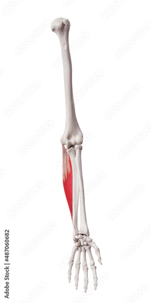 3d rendered medically accurate muscle illustration of the flexor carpi ulnaris 3d rendered medically accurate muscle illustration of the flexor carpi ulnaris