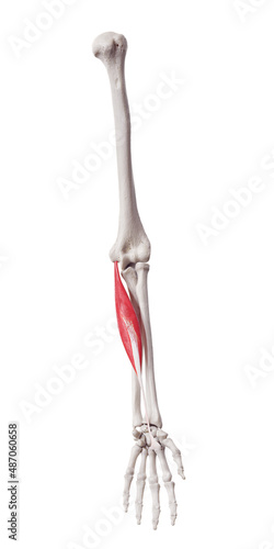 Φωτογραφία 3d rendered medically accurate muscle illustration of the flexor carpi radialis