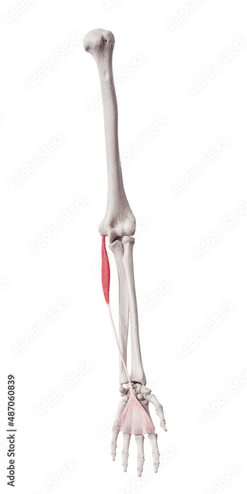 3d rendered medically accurate muscle illustration of the palmaris longus 3d rendered medically accurate muscle illustration of the palmaris longus