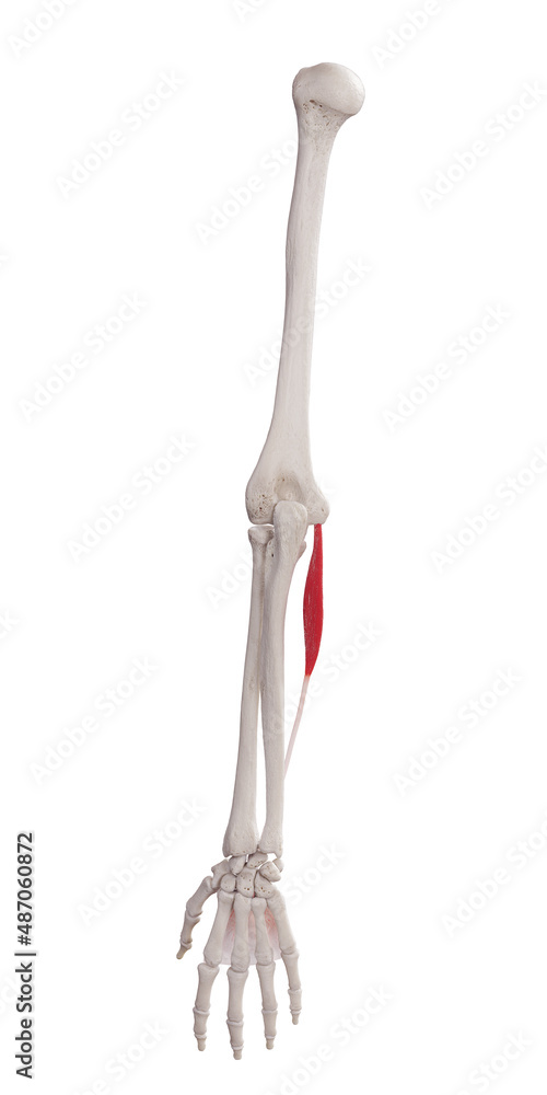 3d rendered medically accurate muscle illustration of the palmaris longus 3d rendered medically accurate muscle illustration of the palmaris longus