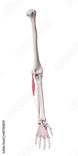 3d rendered medically accurate muscle illustration of the palmaris longus photo