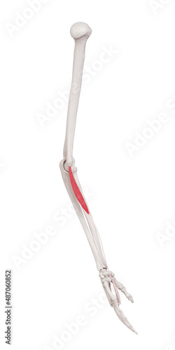 3d rendered medically accurate muscle illustration of the palmaris longus photo