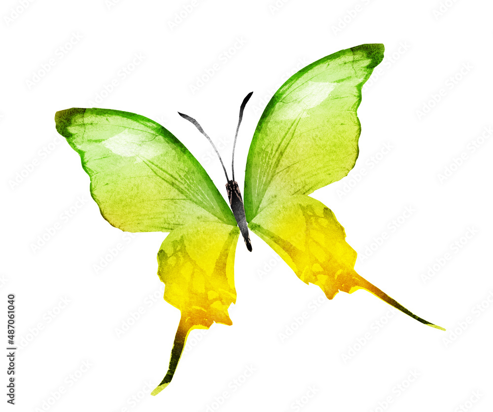 Fototapeta premium Color watercolor butterfly , isolated on the white background