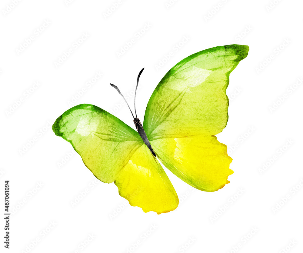 Fototapeta premium Color watercolor butterfly , isolated on the white background