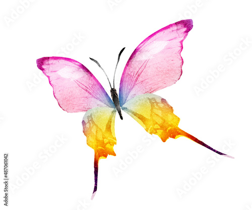 Color watercolor butterfly , isolated on the white background