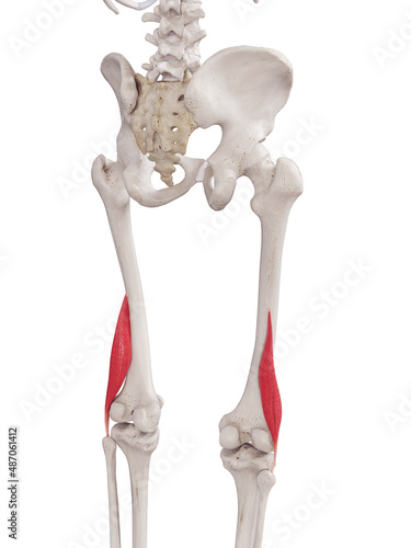3d rendered medically accurate muscle illustration of the biceps femoris short