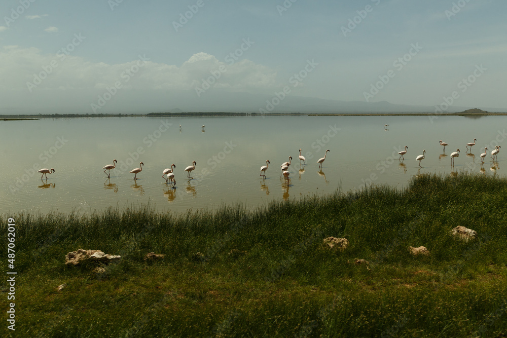 flamingos in a lagoon