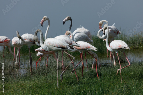 flamingos in a lagoon