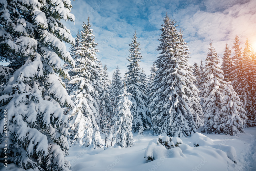 Splendid frosty day and snowy coniferous forest in the sunlight. Carpathian mountains, Ukraine.