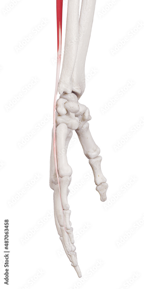 3d rendered medically accurate muscle illustration of the extensor digiti minimi 3d rendered medically accurate muscle illustration of the extensor digiti minimi