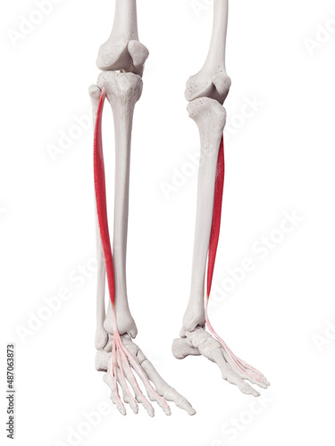 3d rendered medically accurate muscle illustration of the extensor digitorum longus photo