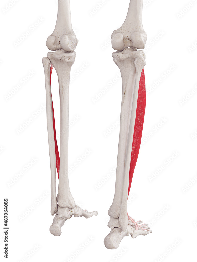 3d rendered medically accurate muscle illustration of the extensor digitorum longus 3d rendered medically accurate muscle illustration of the extensor digitorum longus