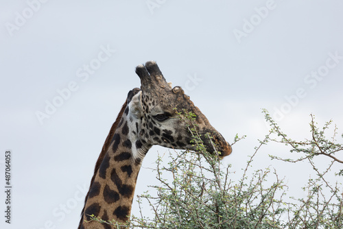 Sticker giraffes on the savannah