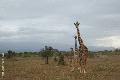 giraffes on the savannah