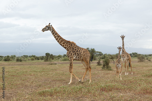 giraffes on the savannah