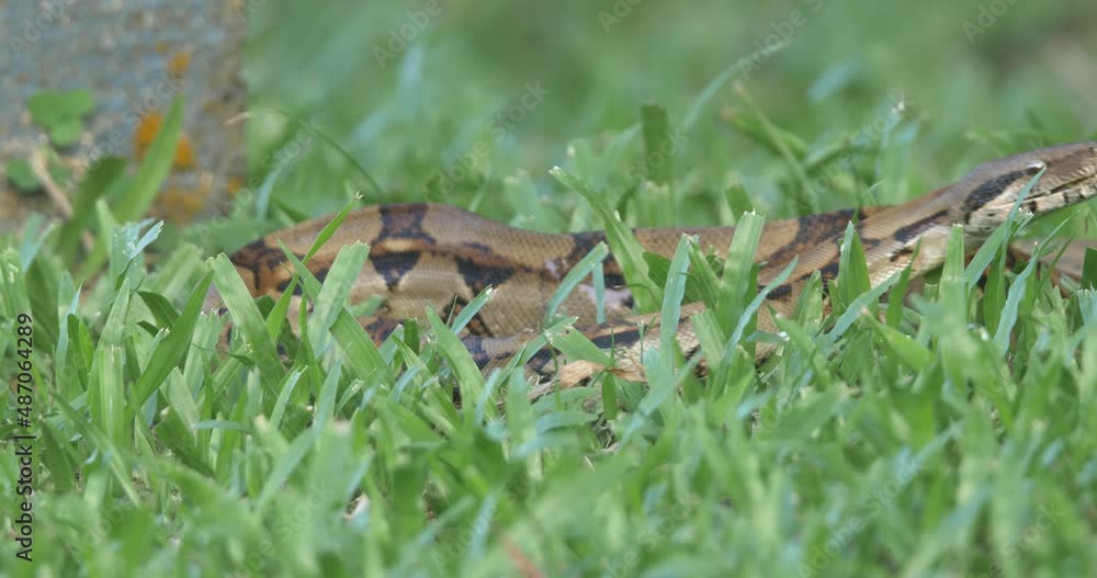 Boa imperator snake sniffing and crawling on the grass, then leaving the scene Boa imperator snake sniffing and crawling on the grass, then leaving the scene