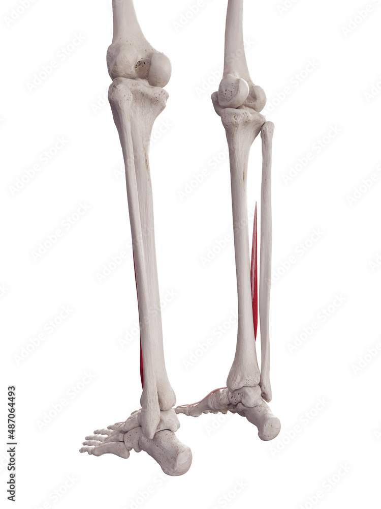 3d rendered medically accurate muscle illustration of the extensor hallucis longus