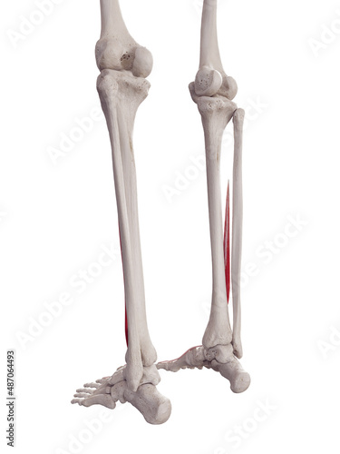 3d rendered medically accurate muscle illustration of the extensor hallucis longus