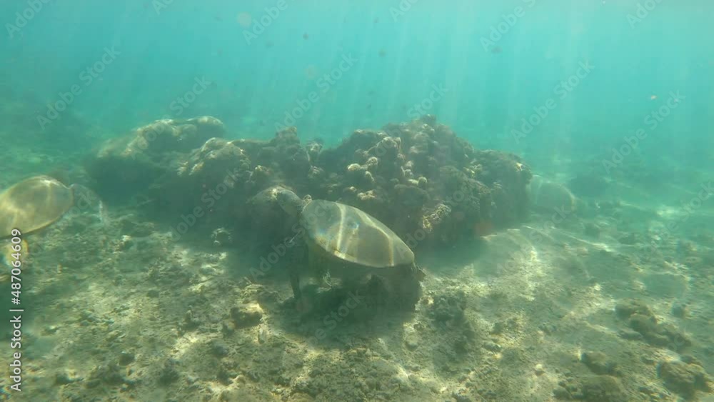 Two green sea turtles floating next to a coral set as the sun's rays pierce turquoise sea water Two green sea turtles floating next to a coral set as the sun's rays pierce turquoise sea water