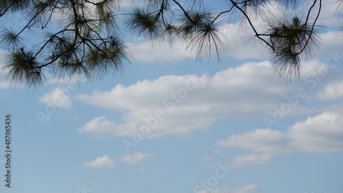 sky and tree