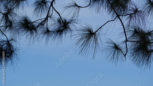 pine leaves on blue sky