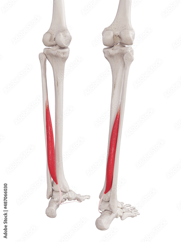 3d rendered medically accurate muscle illustration of the flexor hallucis 3d rendered medically accurate muscle illustration of the flexor hallucis