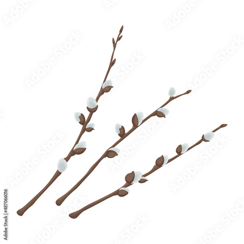Willow. Three willow branches. Spring illustration depicting willow branches. Vector illustration isolated on a white background