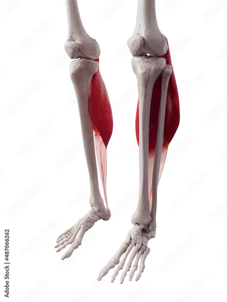 3d rendered medically accurate muscle illustration of the gastrocnemius 3d rendered medically accurate muscle illustration of the gastrocnemius