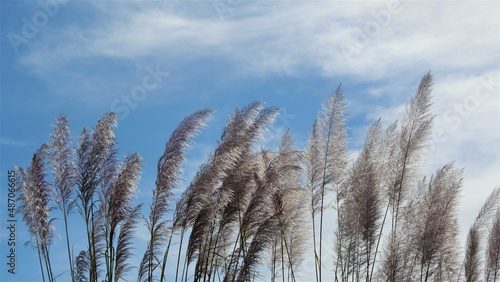 Fototapeta Naklejka Na Ścianę i Meble -  grass and sky