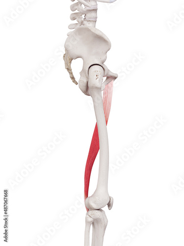 3d rendered medically accurate muscle illustration of the gracilis