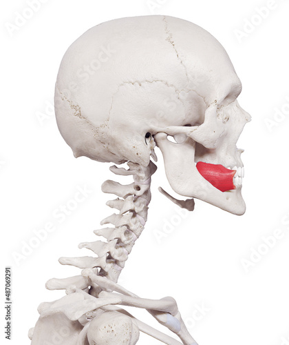 3d rendered medically accurate muscle illustration of the buccinator