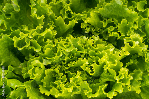 Close up of fresh frilled lettuce, Green curly Lettuce leaves for Healthy salad.