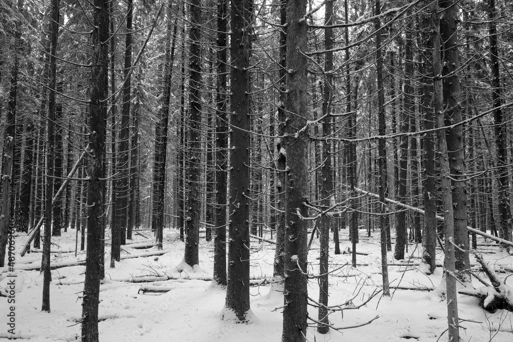 Winter forest covered with snow. Black and white