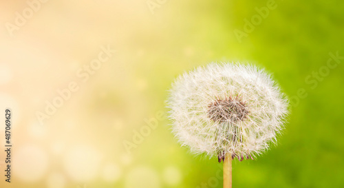 White fluffy dandelion on a green background in the sun.