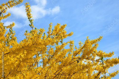 Fotografie A flowers of yellow forsythia bushes on a blue sky