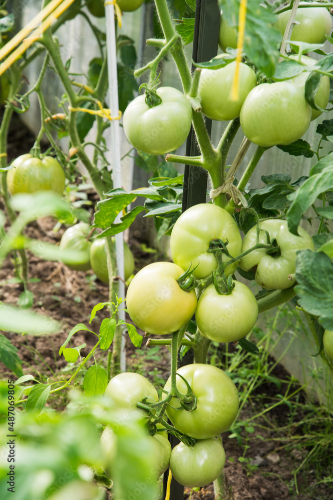 Green tomatoes on branch ripen in greenhouse. Summer. Outdoors. Horticulture. Vertical Green tomatoes on branch ripen in greenhouse. Summer. Outdoors. Horticulture. Vertical