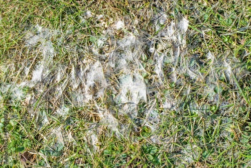 Foto Snow mold in the grass, plant dissease