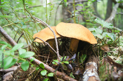 Two orange moss mushrooms in the forest among the leaves