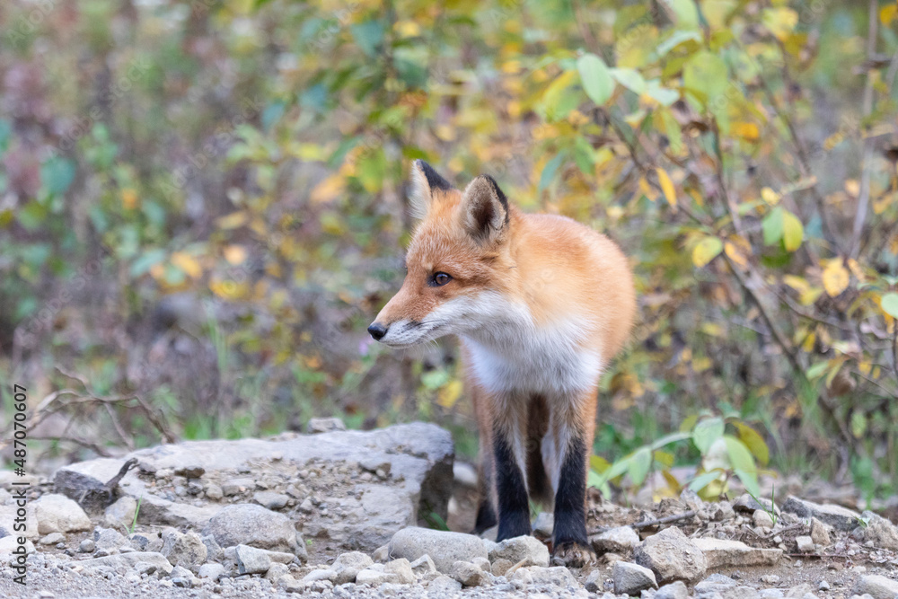An adult fox stands on stones, Iturup Island